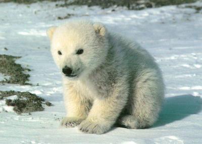 20091014030059-polarbear.jpg